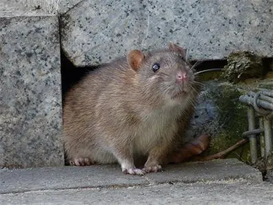 norway-rat-control-in-new-jersey