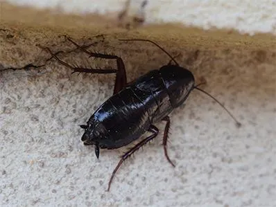 oriental-cockroach-control-in-new-jersey