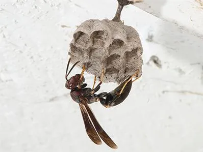 paper-wasp-control-in-new-jersey