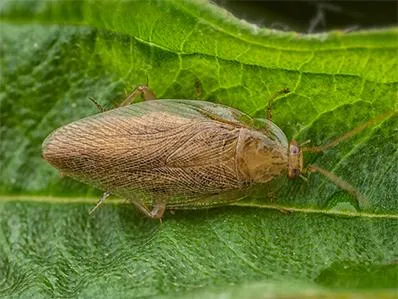 pennsylvania-wood-cockroach-control-in-new-jersey