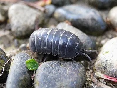 pillbug-control-in-new-jersey