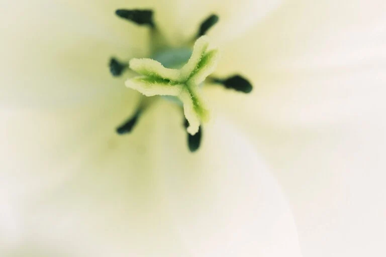 pistil-stamen-delicate