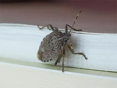 stink-bug-control-in-new-jersey