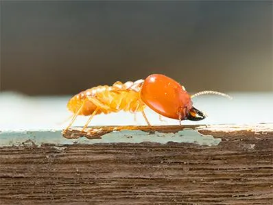 termite-control-in-new-jersey