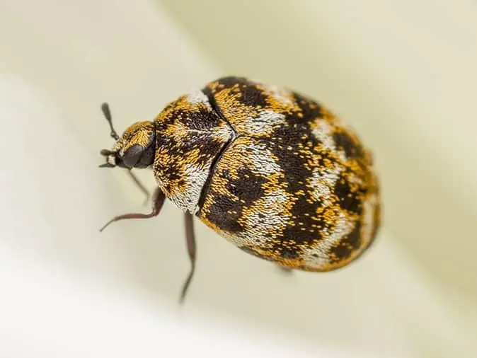 varied-carpet-beetle-in-new-jersey