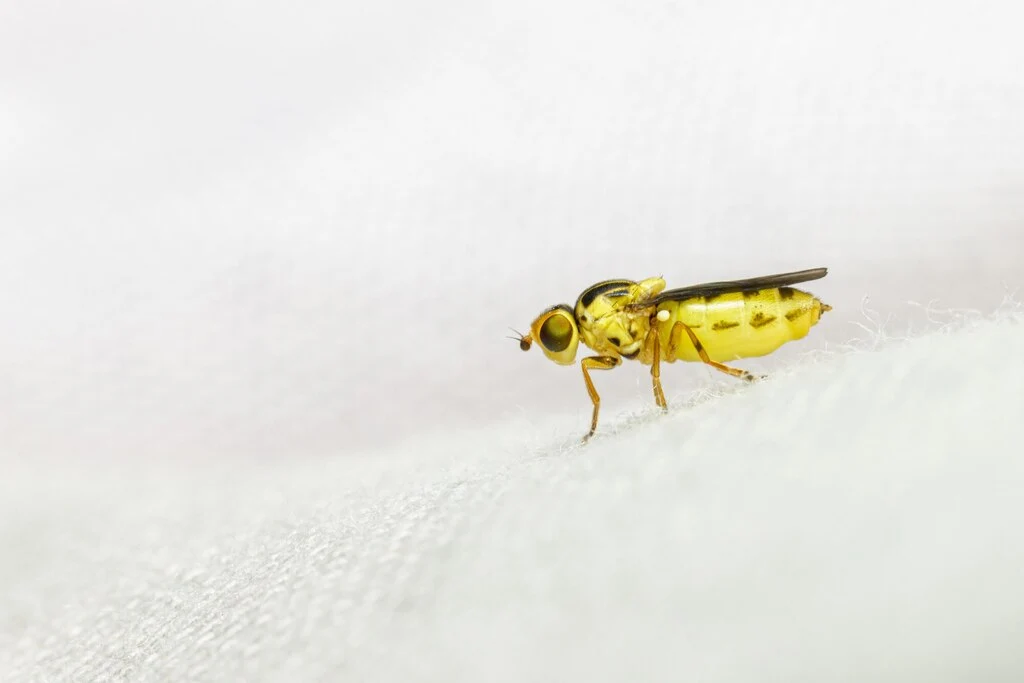 yellow-insect-isolated-white