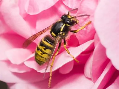 yellow-jacket-control-in-new-jersey