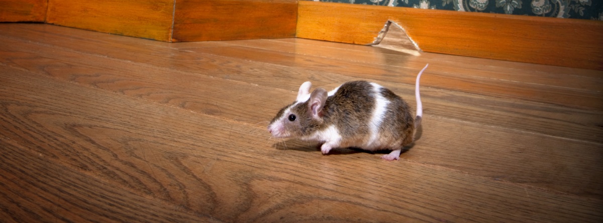 mouse