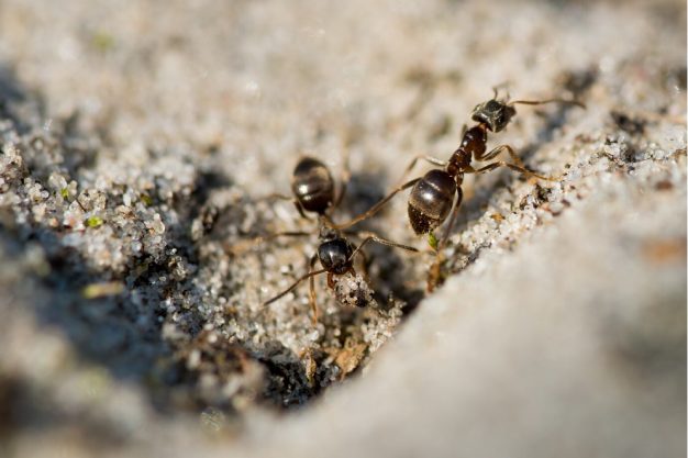 Ants