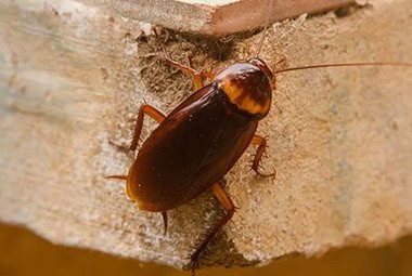 American Cockroaches