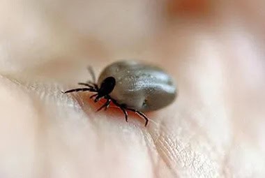 American Dog Ticks