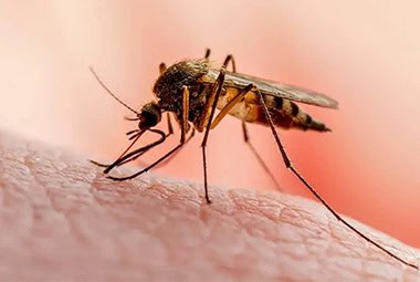 Asian Tiger Mosquitoes