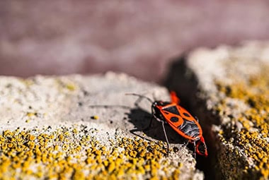 Boxelder Bugs