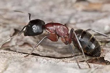 Carpenter Ants