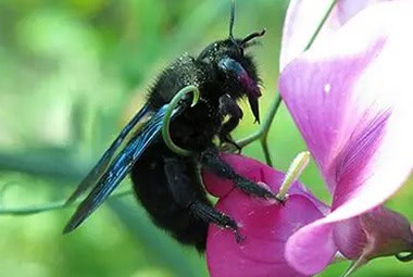 Carpenter Bees