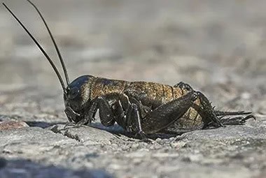 Crickets