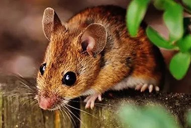Deer Mice