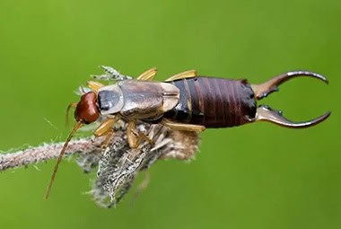 Earwigs