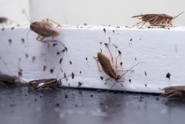 German Cockroaches