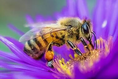 Honey Bees