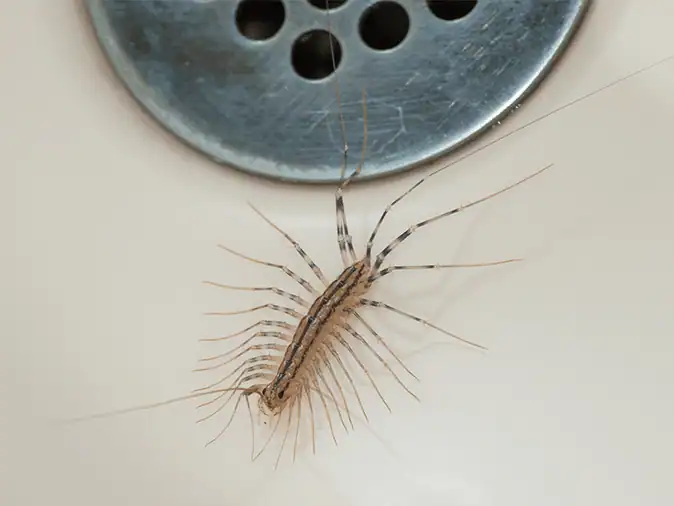 centipede near drain