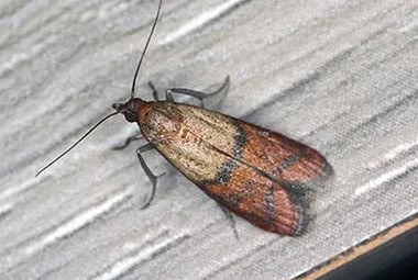 Indian Meal Moths