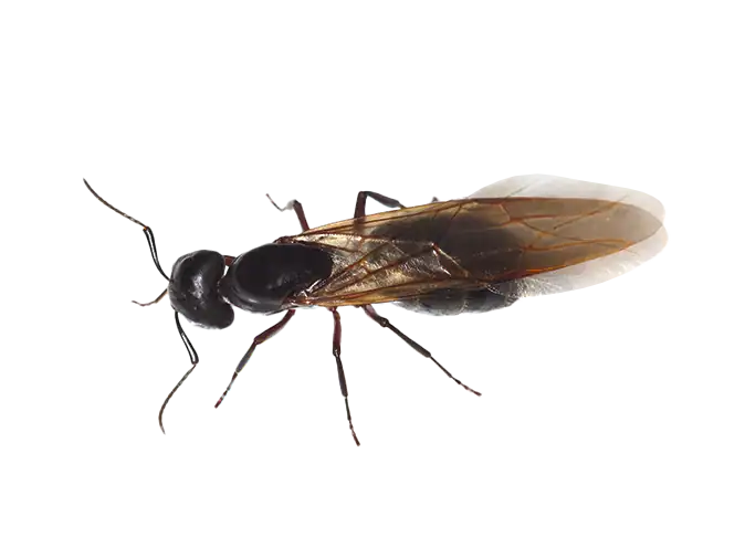 black ants with wings
