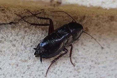 Oriental Cockroaches