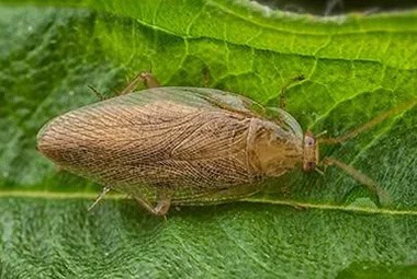 Pennsylvania Wood Cockroaches