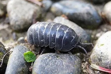 Pillbugs