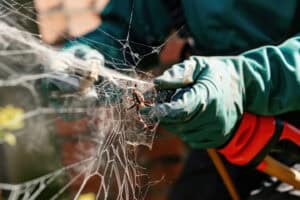 Residential Spider Control