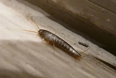 Silverfish
