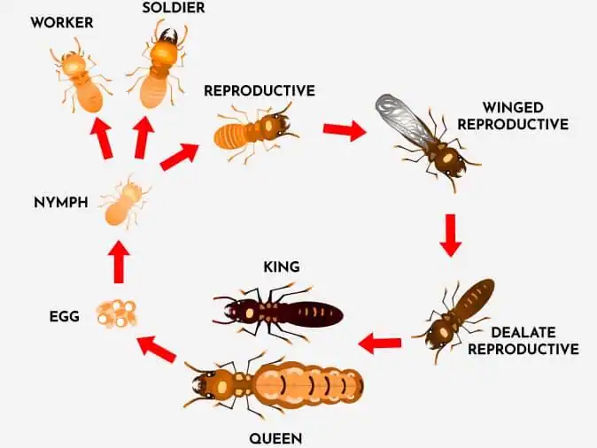 termite lifecycle image
